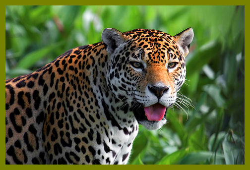 Jaguars Are Endangered in the United States